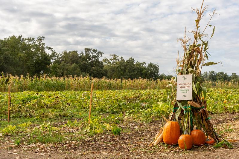 Pumpkin patch